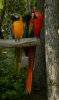 Large Colorful Tropical Birds